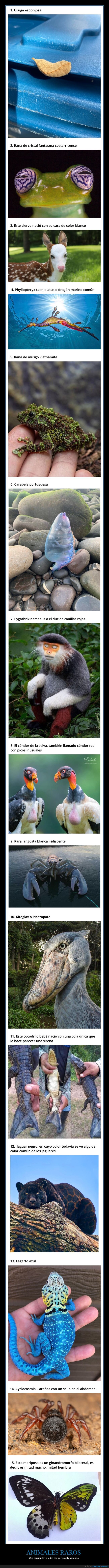 animales,raros,apariencia