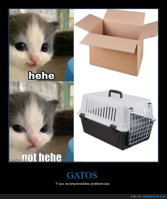 gato,caja,jaula