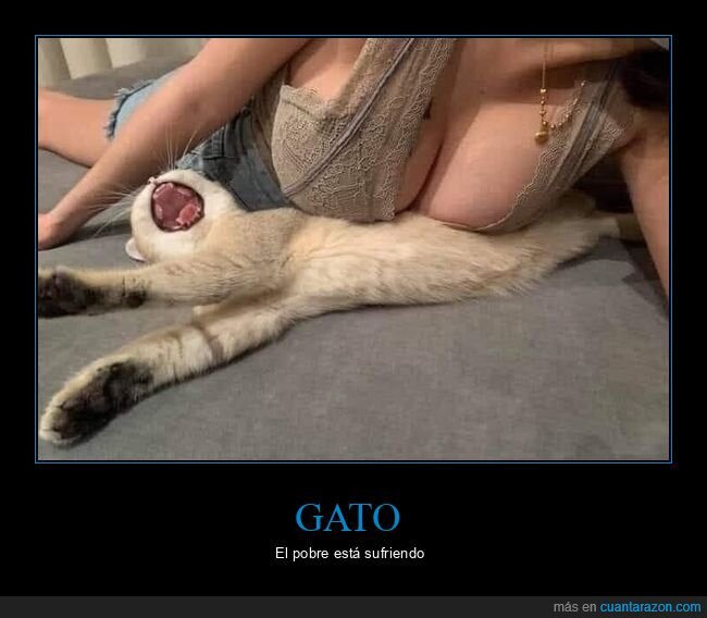 gatos,wtf