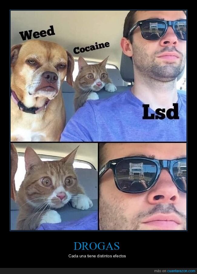 camión,coca,conduciendo,gafas de sol,gatos,lsd,maría,perros,reflejo