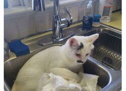 Enlace a Gatos actuando tan raro, que sus dueños se preguntaron: 