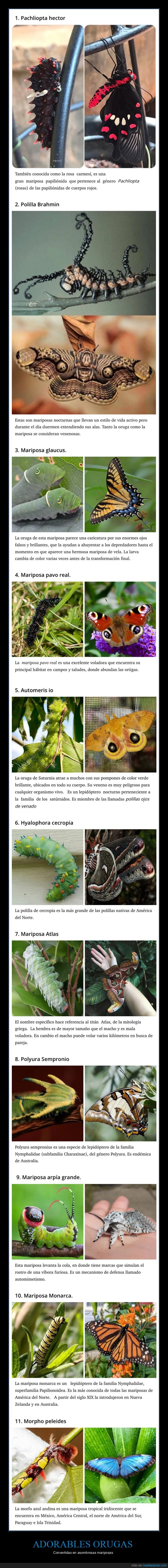 orugas,mariposas