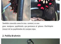 Enlace a Adorables orugas convertidas en asombrosas mariposas