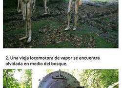Enlace a Cosas extrañas encontradas en medio de un bosque