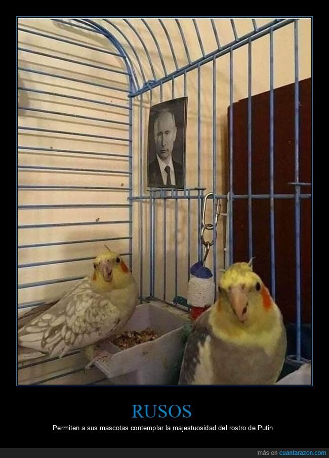 jaula,pájaros,políticos,putin