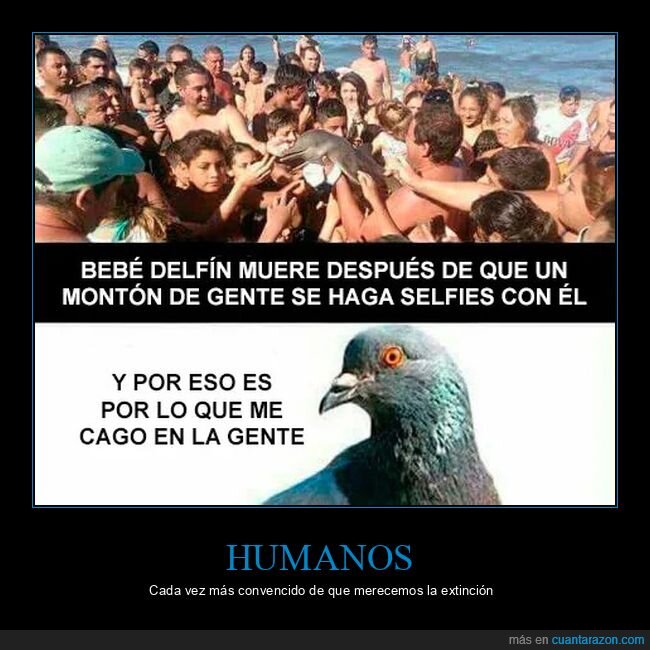 bebé,delfín,morir,playa,selfies