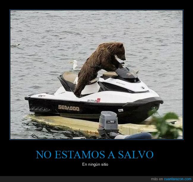 moto de agua,oso,wtf
