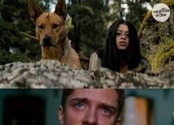 Enlace a Sufriendo por el perro