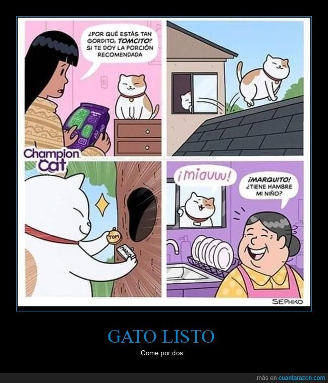 gato,gordo,comida