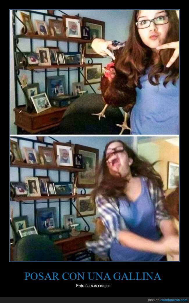 gallina,posando,fails