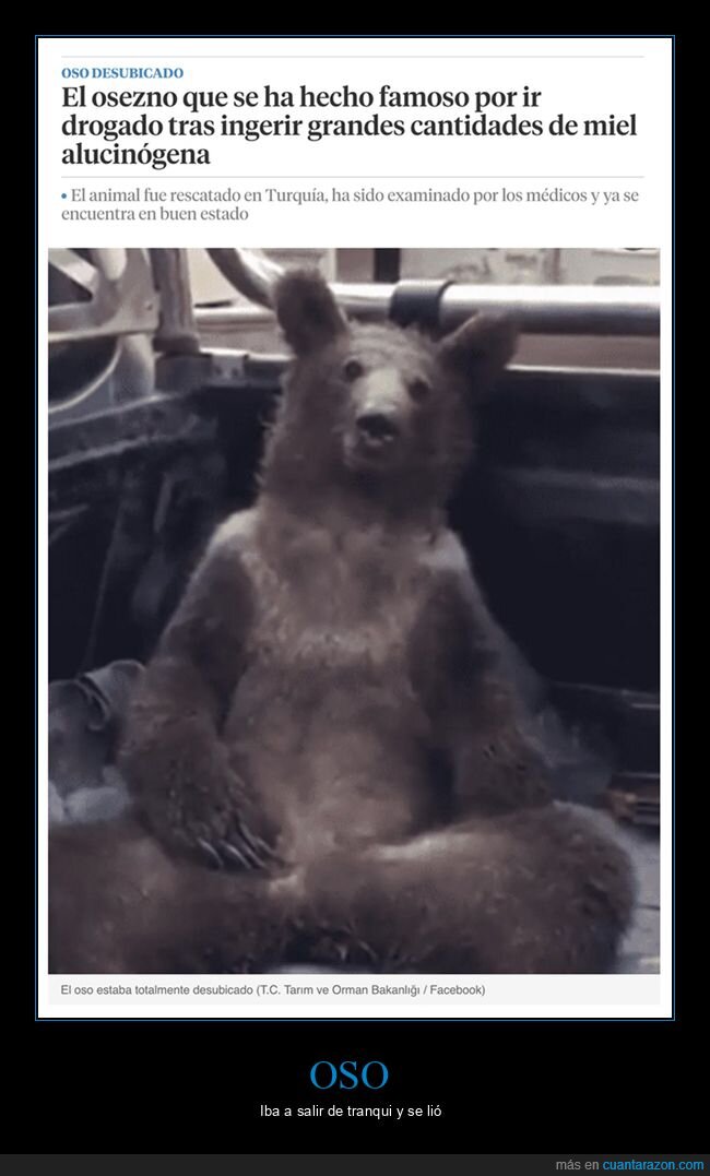 alucinógena,drogado,miel,oso