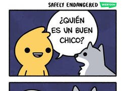 Enlace a Dilema perruno