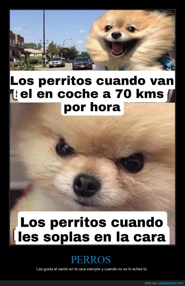 perros,viento,coche,soplar