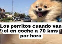 Enlace a Preferencias perrunas