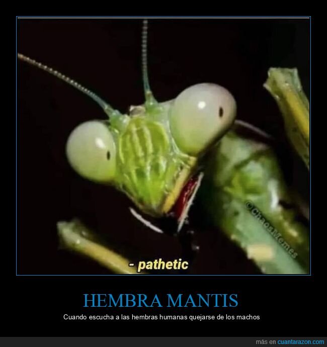 mantis,patético,machos,hembras