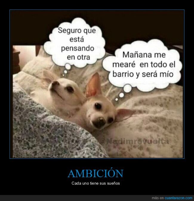 barrio,perro,mear,sueños