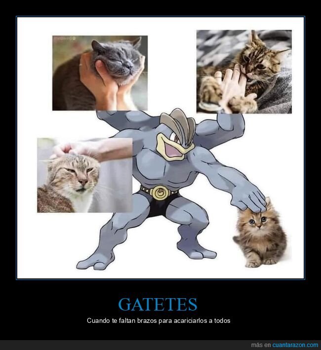 pet,gatos,acariciar,pokemon