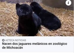 Enlace a Jaguar you?