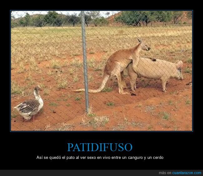 cerdo,canguro,pato