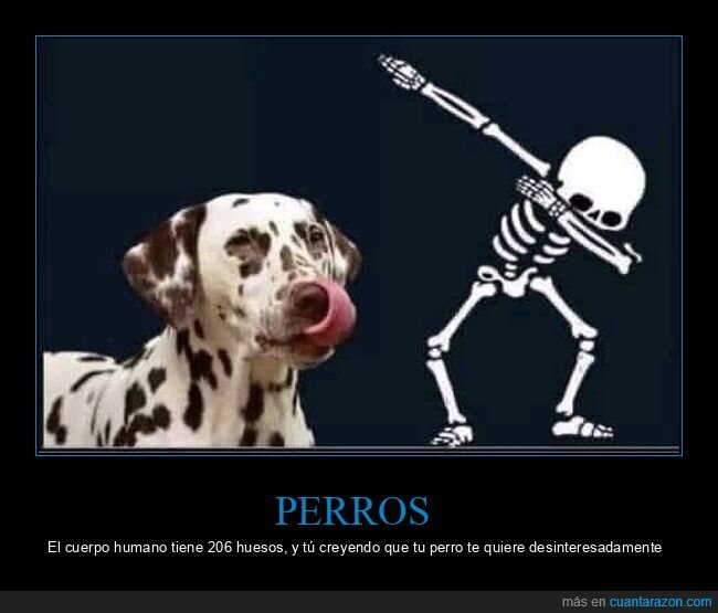perro,huesos,206