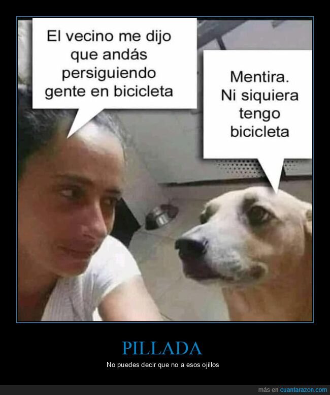 perro,ojos,bicicleta,seguir