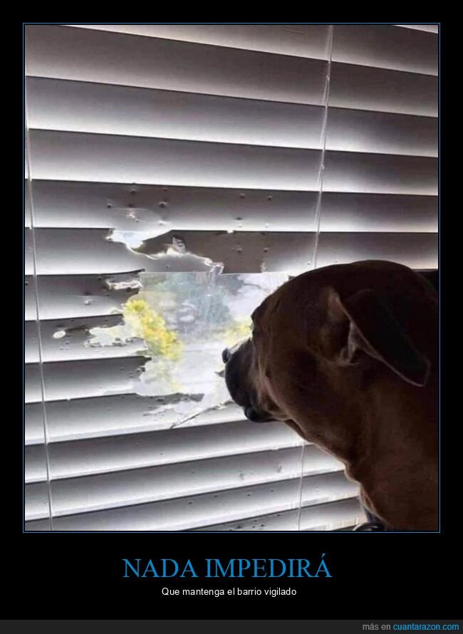 perro,persiana,vigilar