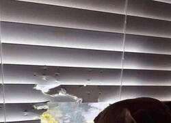 Enlace a El perro que necesito en mi barrio