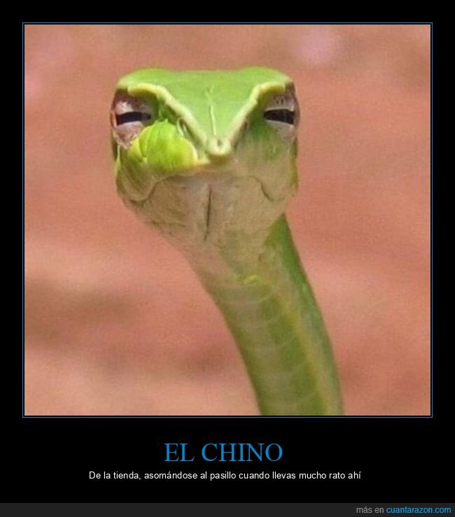 serpiente,sospechar,miradas,chino