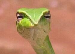 Enlace a ¿Por qué siempre me siento observado por ellos?