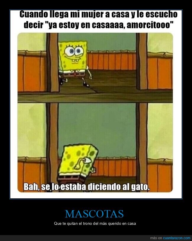 bob esponja,casa,amor,gato