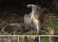 Enlace a Son demasiado épicas