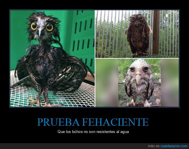 mojados,buhos,owls