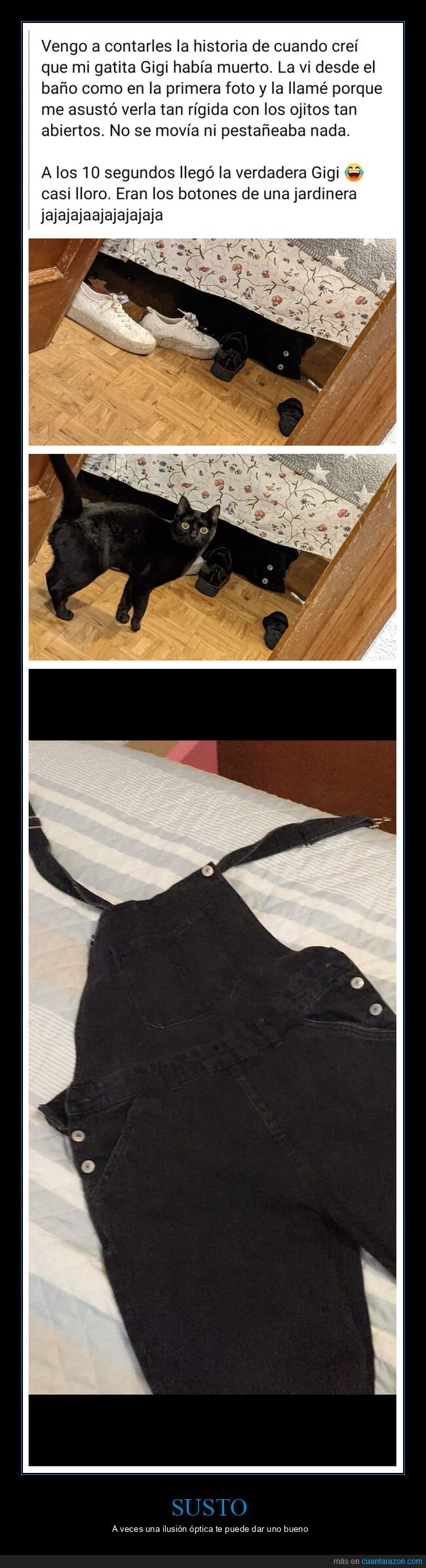 gato,susto,ilusi&oacute;n &oacute;ptica