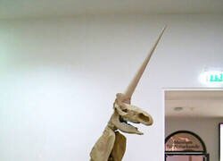 Enlace a El Ecce Homo fósil