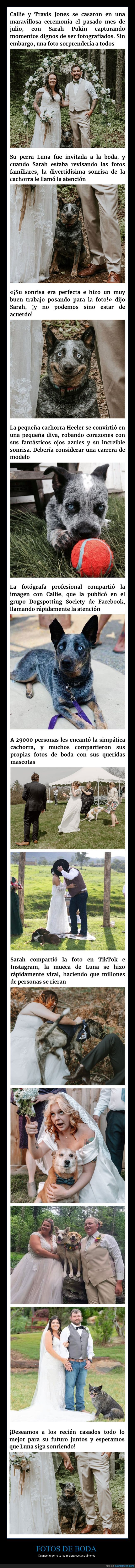 fotos,boda,perros
