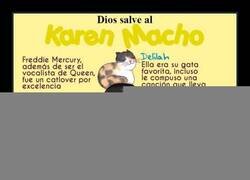 Enlace a Amante de los gatos