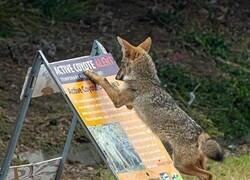 Enlace a Cuidado con el coyote