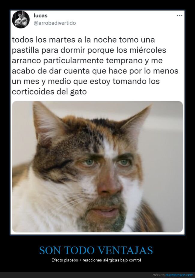 pastilla,dormir,corticoides,gato