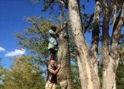 Enlace a Un buen ejemplar