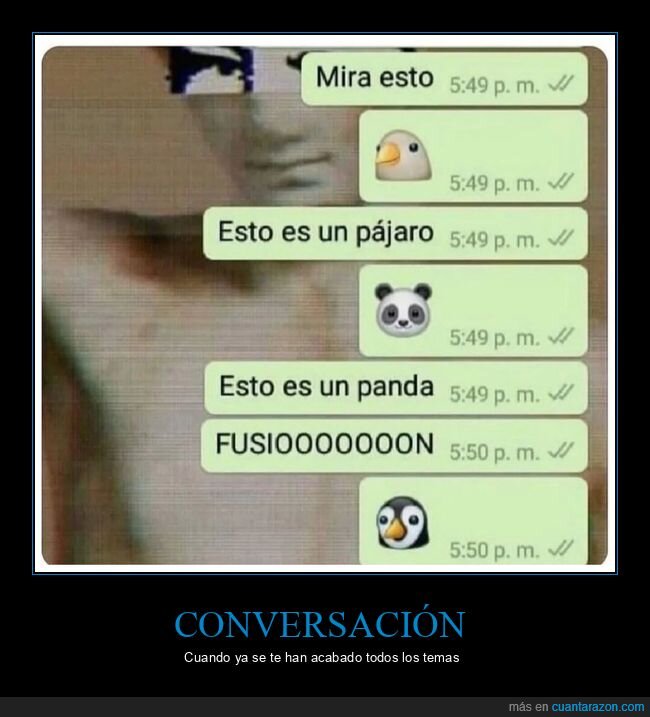 conversación,pájaro,panda,pingüino