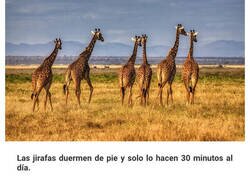 Enlace a Datos inútiles que se te quedarán grabados en el cerebro