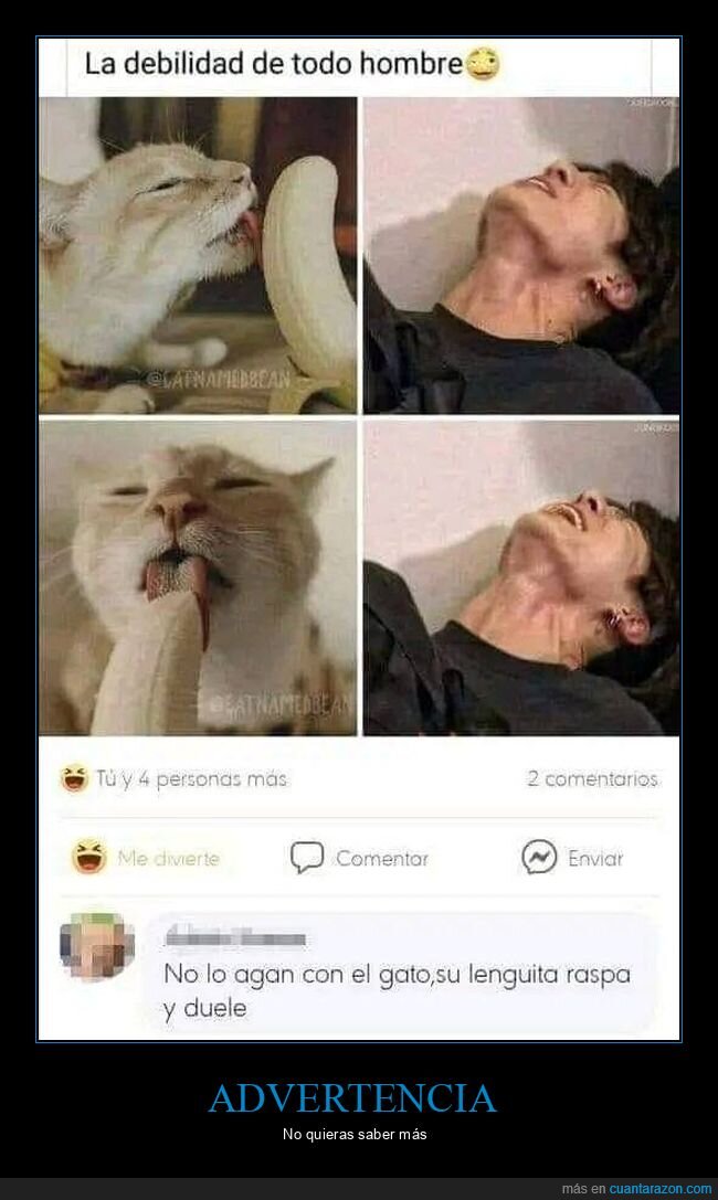 debilidad,gato,chupar,raspar,dolor