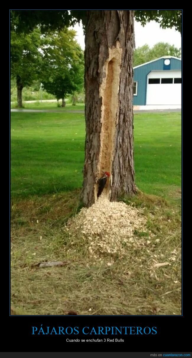 árbol,pájaro carpintero,wtf