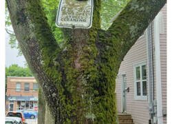 Enlace a Árboles hambrientos devorando objetos