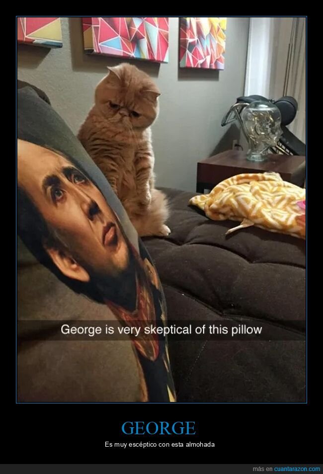 almohada,gatos,nicolas cage