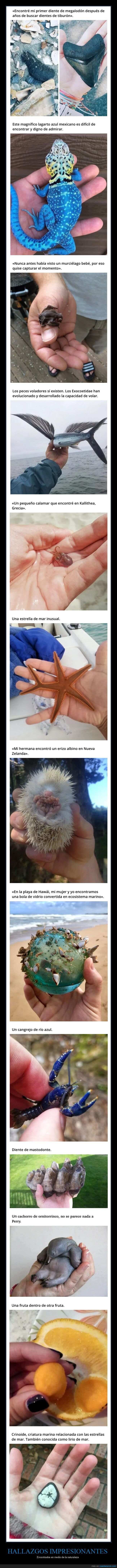 hallazgos,naturaleza