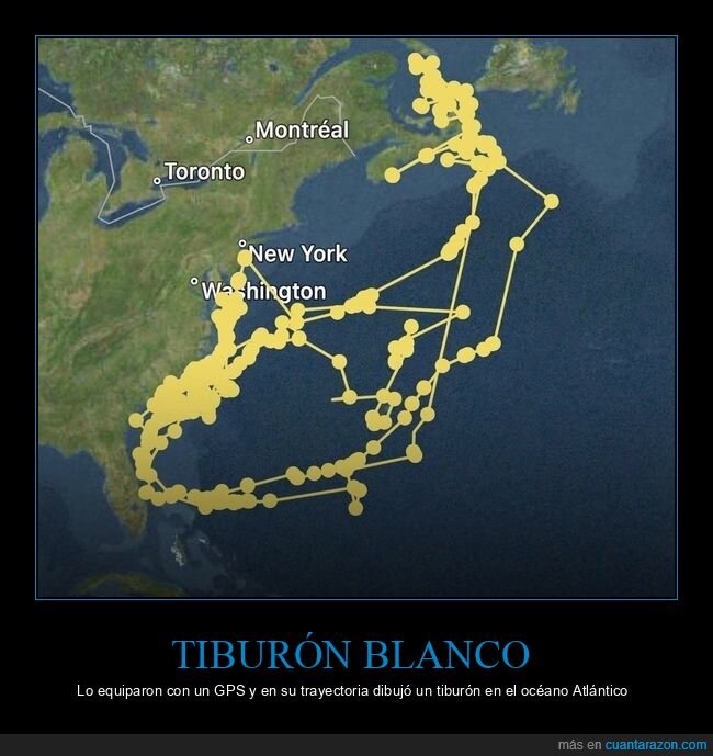 tiburón,gps,trayectoria,dibujo