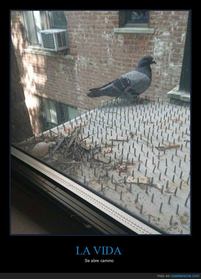 paloma,nido,huevo,pinchos