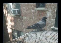 Enlace a Nadie le dice dónde no puede anidar