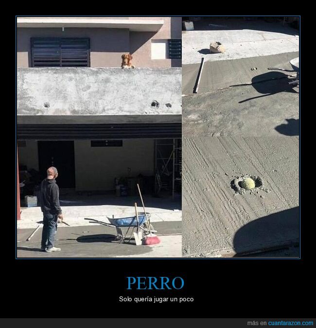 pelota,cemento,perro
